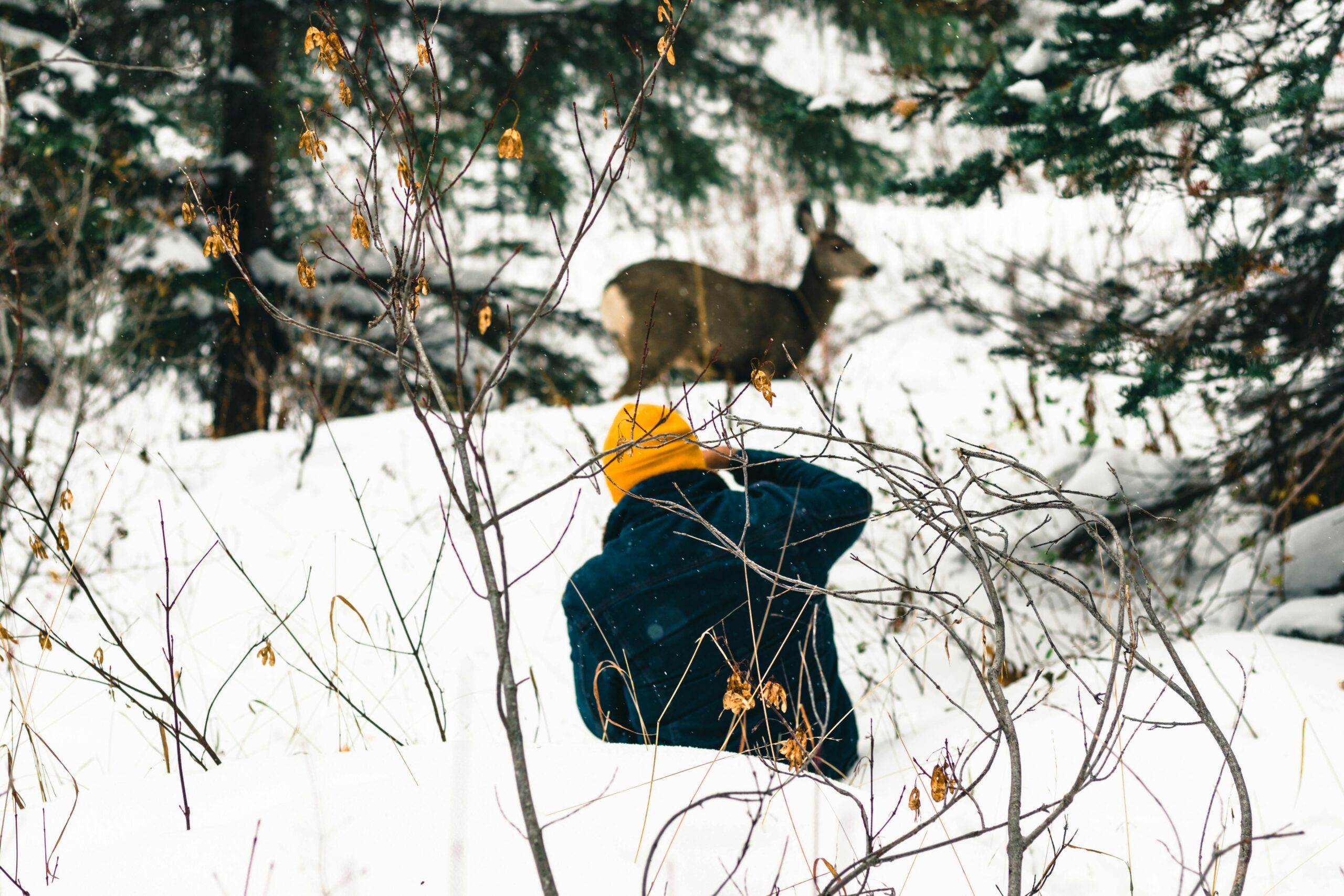 Webinar di Presentazione: WINTER TALENT CAMP – Avventure tra Boschi e Misteri Immagine di Copertina